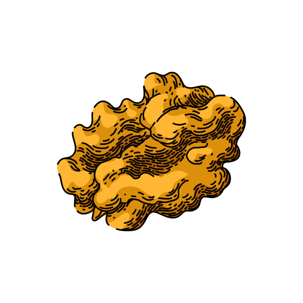 坚果核桃素描手绘矢量图片下载