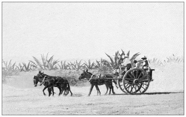 墨西哥古玩旅行照片:龙舌兰田图片下载