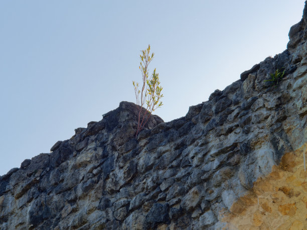 克罗地亚Samobor镇Tepec山上一座中世纪Samobor城堡石墙上的绿色植物特写照片图片下载