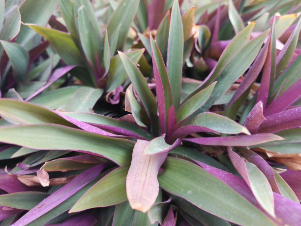 紫鸭跖草spathacea图片下载