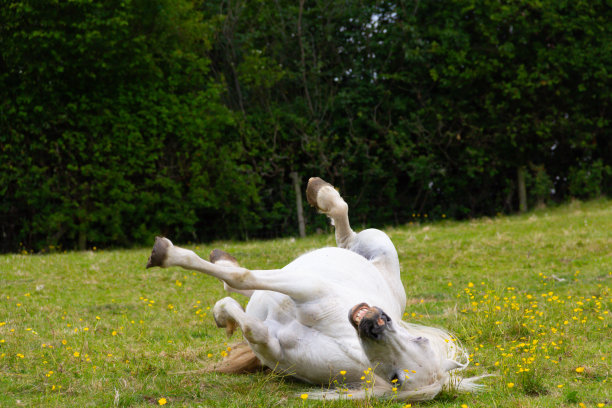 幽默的照片，漂亮的白色小马在夏天的草地上打滚，热爱生活，玩得开心。图片下载