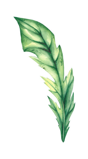 手绘水彩菊苣叶子图片下载