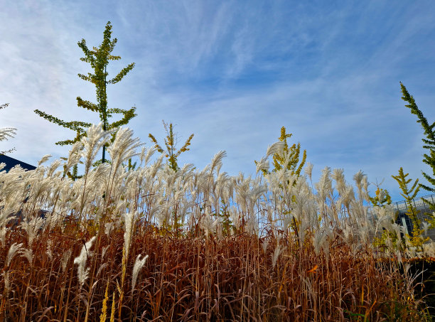 从秋天到冬天，由于花叶干燥，有观赏草的花坛很有吸引力。与捕蝇鸟和红叶相结合，我的植物形成了鲜明的对比图片下载