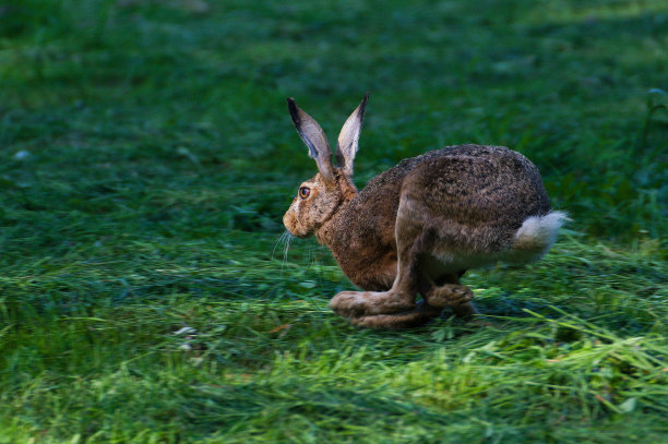 兔子在操场上奔跑，看起来像袋鼠。动态学习图片。图片下载