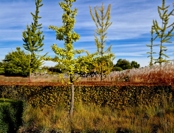 从秋天到冬天，由于花叶干燥，有观赏草的花坛很有吸引力。与捕蝇鸟和红叶相结合，我的植物形成了鲜明的对比图片下载