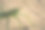 草原布卡沙质背景，微距照片。俄罗斯最大的蚱蜢。图片下载