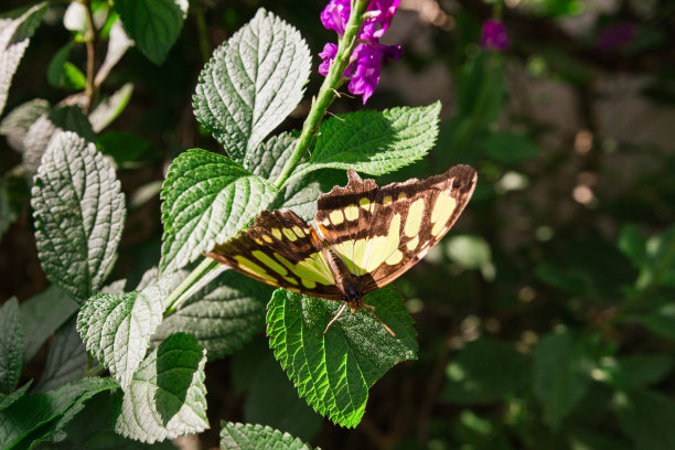 2023年秋天，南佛罗里达州明亮的阳光下，五颜六色的绿色和棕色蝴蝶图片下载