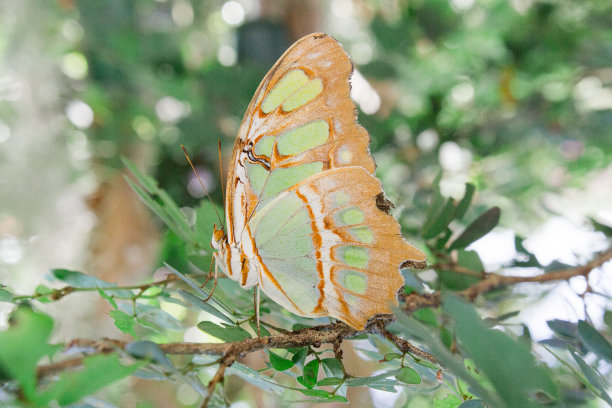 2023年秋天，南佛罗里达州明亮的阳光下，五颜六色的绿色和棕色蝴蝶图片下载