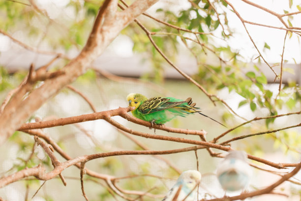 在南佛罗里达户外一棵复杂的绿树里，一只彩色的小鹦鹉图片下载