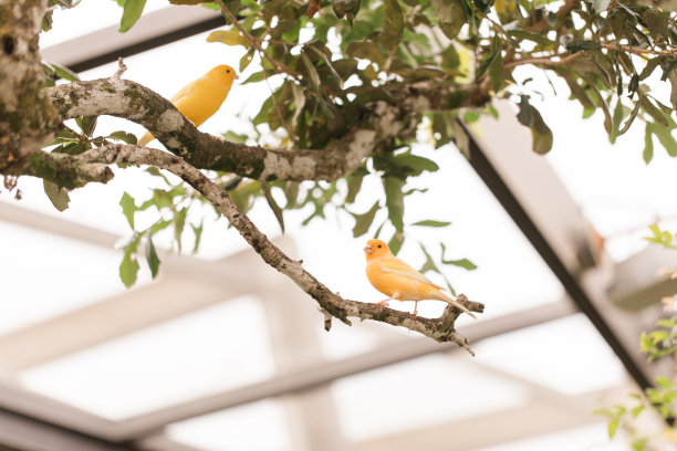 一只小黄鸟在南佛罗里达户外亮绿的树上图片下载