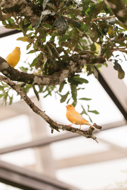 一只小黄鸟在南佛罗里达户外亮绿的树上图片下载
