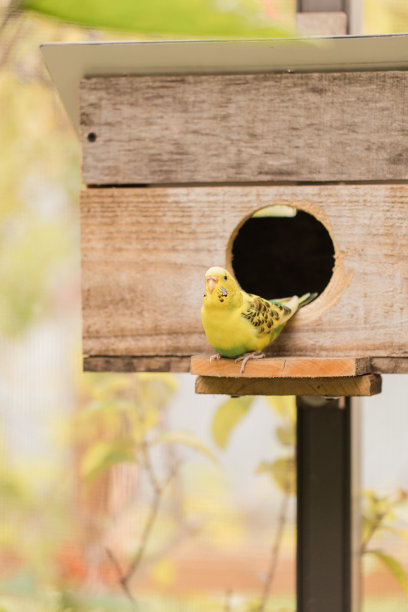 在南佛罗里达，一只黄色的小长尾小鹦鹉向它的木制鸟笼外窥视图片下载