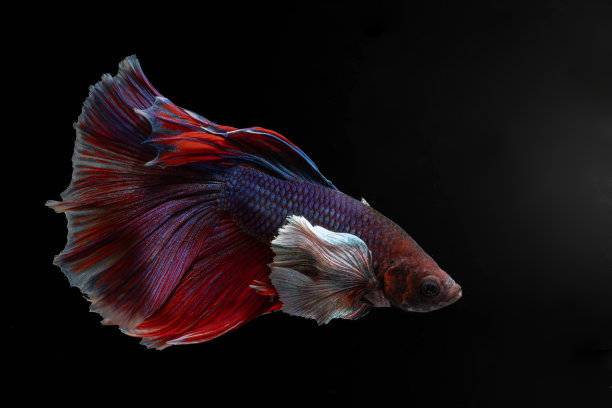 多色半月大耳朵或象耳朵暹罗斗鱼(Betta Splendens)在黑色背景上孤立的动人瞬间。图片下载