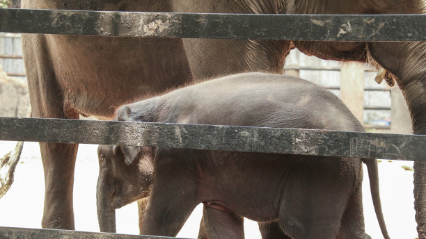 可爱的小象和它的妈妈图片下载