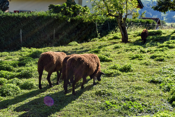 Ovejas暗线图片下载