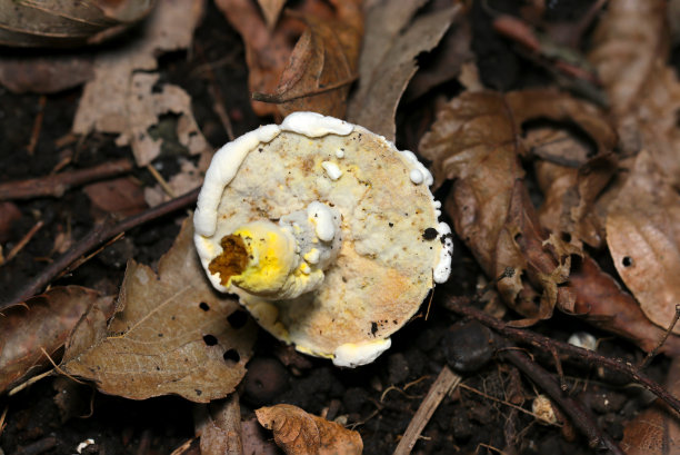 白色形状不均匀的Awatakeyadori (Bolete Eater, Hypomyces chrysospermus)蘑菇(野生动物特写微距照片)图片下载