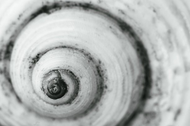 贝壳，微距照片。黄金比例螺旋式上升显然是存在的。图片下载