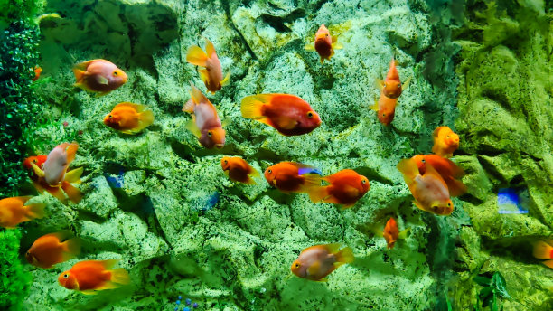 鱼在水族馆里游泳的图片图片下载