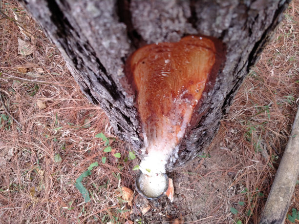 松树液图片下载