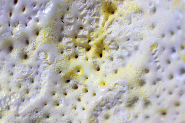 海洋生物壳的内部组织。毛孔。宏观照片。图片下载