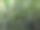 绿色森林的近景照片图片下载