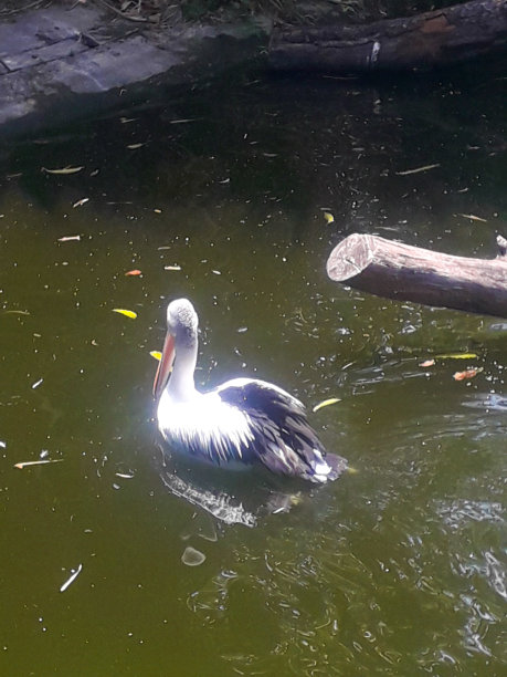 鹈鹕很漂亮图片下载