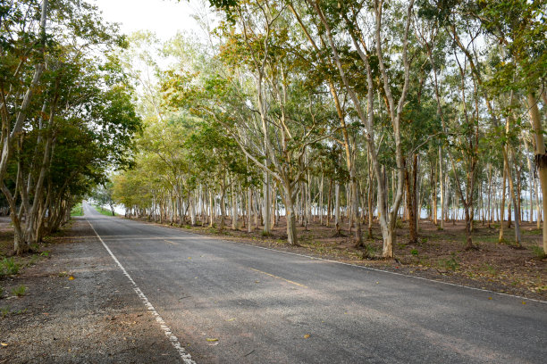 道路上覆盖着树木，背景是森林和日出，道路清晰而美丽，美丽的树木给人一种舒适清新的感觉，经典的道路。图片下载