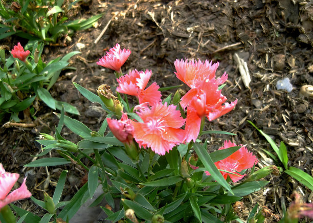 一张花园中一束粉红色花朵的照片，花园中有覆盖物的粉红色花朵花盆。图片下载