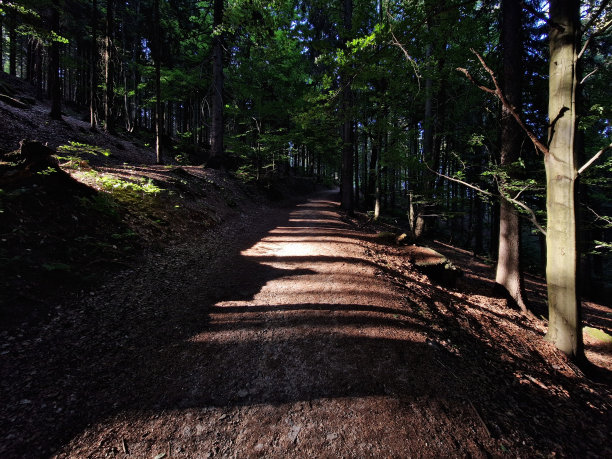 穿着雨衣的婴儿车停在森林小路上。收集蘑菇的篮子。有时父母会迷路，孩子会被单独留在森林里。染上感冒的危险图片下载