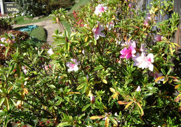 这是一幅有鸟在后院的花丛的照片，花盆在有栅栏的花园的前景。图片下载