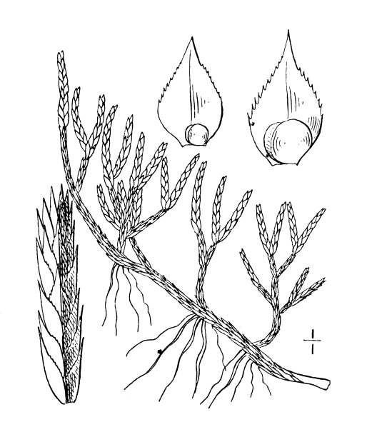 古植物学植物插图:卷柏、春岩卷柏图片下载