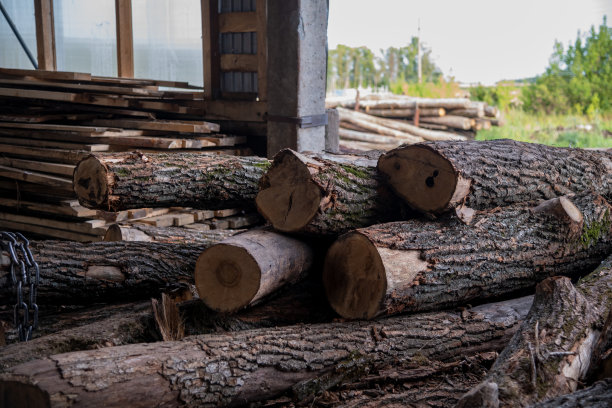 松树树干躺在锯木厂旁边图片下载