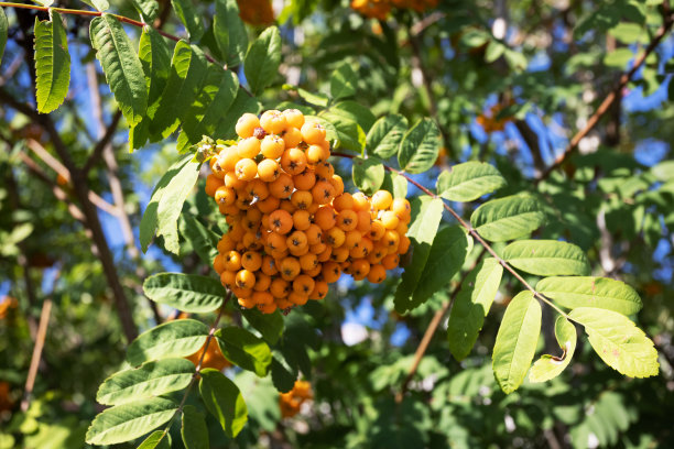 成熟的红橙色罗望子特写生长在罗望子树的树枝上。秋天的鲜艳色彩。 高质量照片图片下载