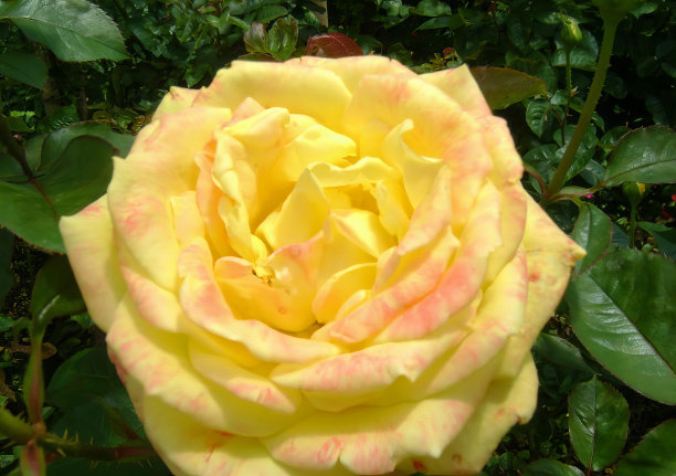 中间有粉红色斑点的黄玫瑰的照片，中间有粉红色斑点的黄玫瑰花盆。图片下载