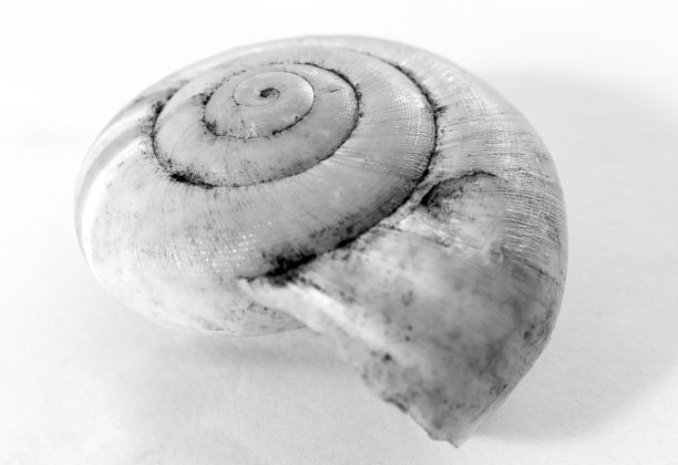 贝壳，微距照片。黄金比例螺旋式上升显然是存在的。图片下载