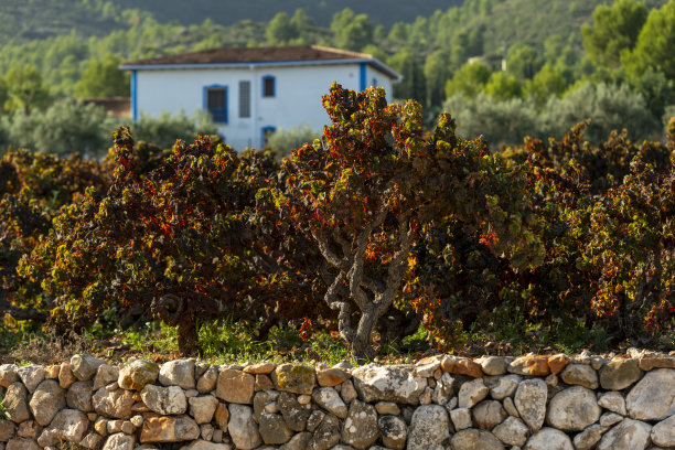 田园诗般的葡萄园在利伯阿利坎特，西班牙，欧洲股票照片图片下载