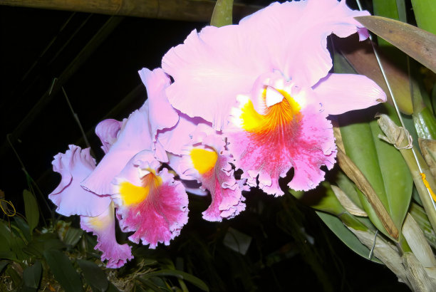 一张植物上的几朵花的照片，花园中粉色和黄色的花盆。图片下载