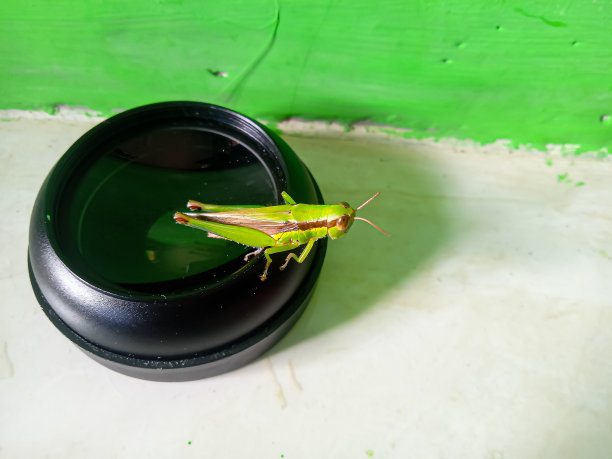 照片中的绿色蚱蜢在相机镜头玻璃图片下载