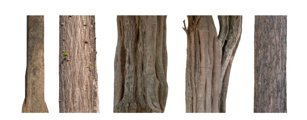 孤立的树干收集在白色背景。图片下载
