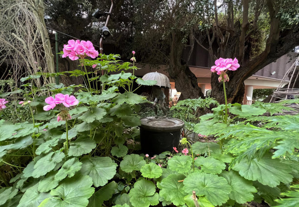 一张花园的照片，里面有粉红色的花和一个黑色的花盆，花园里的花盆和植物，背景是一所房子。图片下载