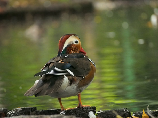 一只鸳鸯在湖中蹲伏图片下载