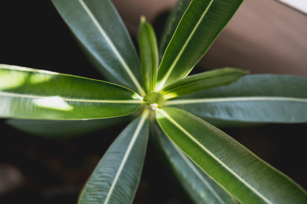 美丽的春日，阳台上一盆绿色植物的特写照片。本土植物学的概念图片下载