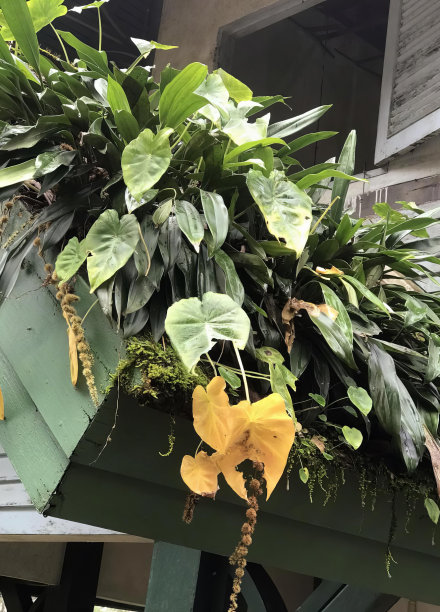 一个种植着黄花和一些绿叶的花盆的照片，花园车上面有植物和叶子。图片下载