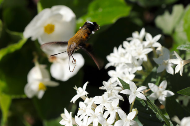 蜂鸟蛾(Macroglossum bombylans)蛾子从白色埃及星团(Pentas lanceolata)花头中吮吸花蜜(阳光明媚的大自然特写微距照片)图片下载