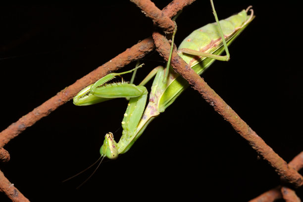 夜间，雌性哈拉比罗螳螂在篱笆周围徘徊(野生动物特写微距照片)图片下载