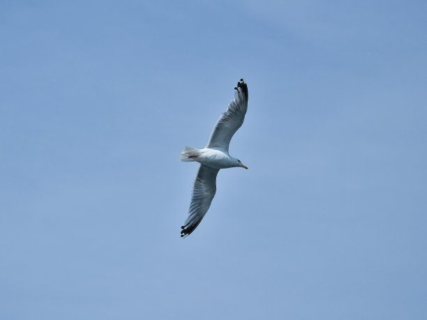 海鸥在蓝天上飞翔。用羽毛展开翅膀。鸟的动物照片图片下载