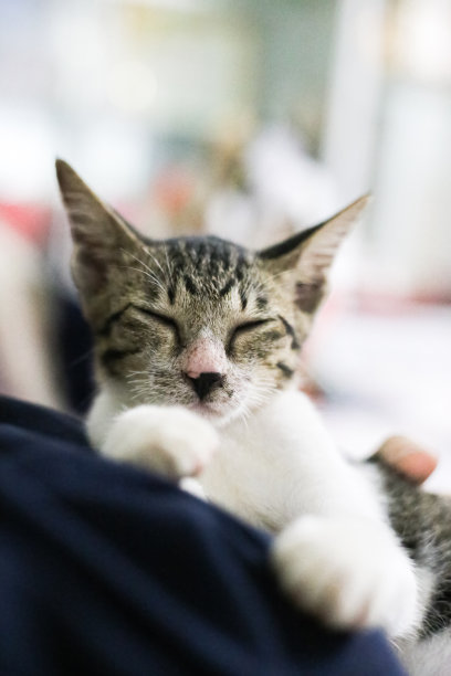 可爱的短发年轻的亚洲小猫灰色和黑色条纹家猫放松懒惰的年轻女孩蓝色t恤肖像拍摄选择性焦点模糊家室内背景股票照片图片下载