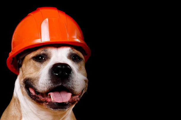 一只戴着安全帽的棕白相间的狗的照片。这个图像可以用来代表安全、建筑或工作犬。图片下载