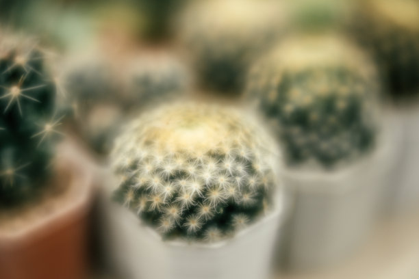 仙人掌的植物图片下载