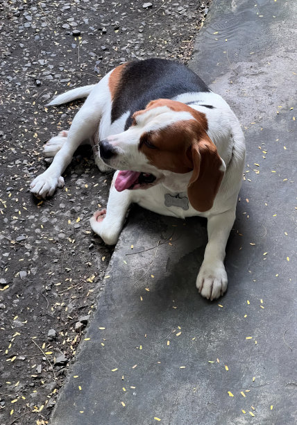 一张狗躺在地上伸着舌头的照片，有一只狗躺在地上。图片下载